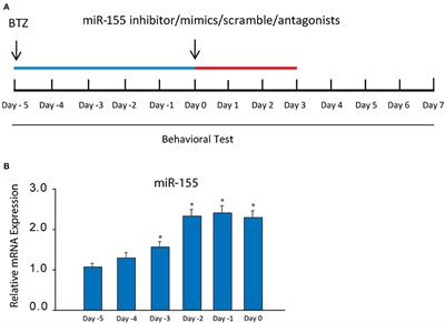 Inhibition of microRNA-155 Reduces Neuropathic Pain During Chemotherapeutic Bortezomib via Engagement of Neuroinflammation